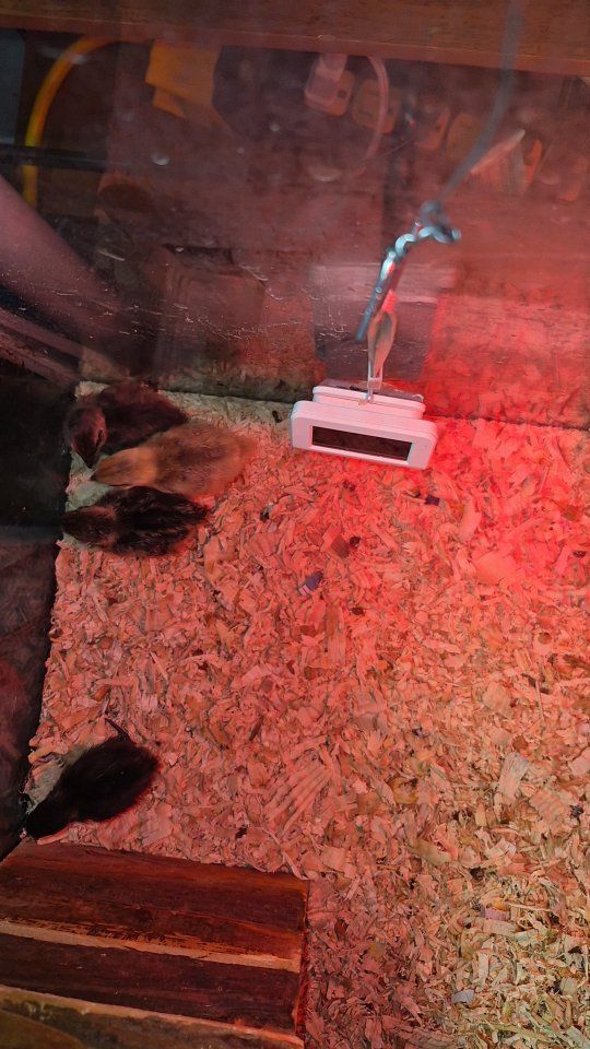 4 Coturnix Quail