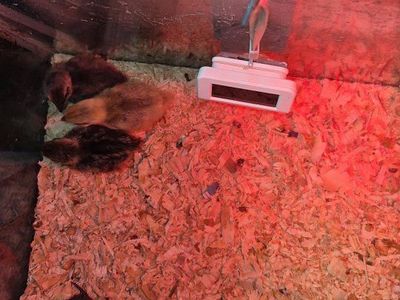 4 Coturnix Quail