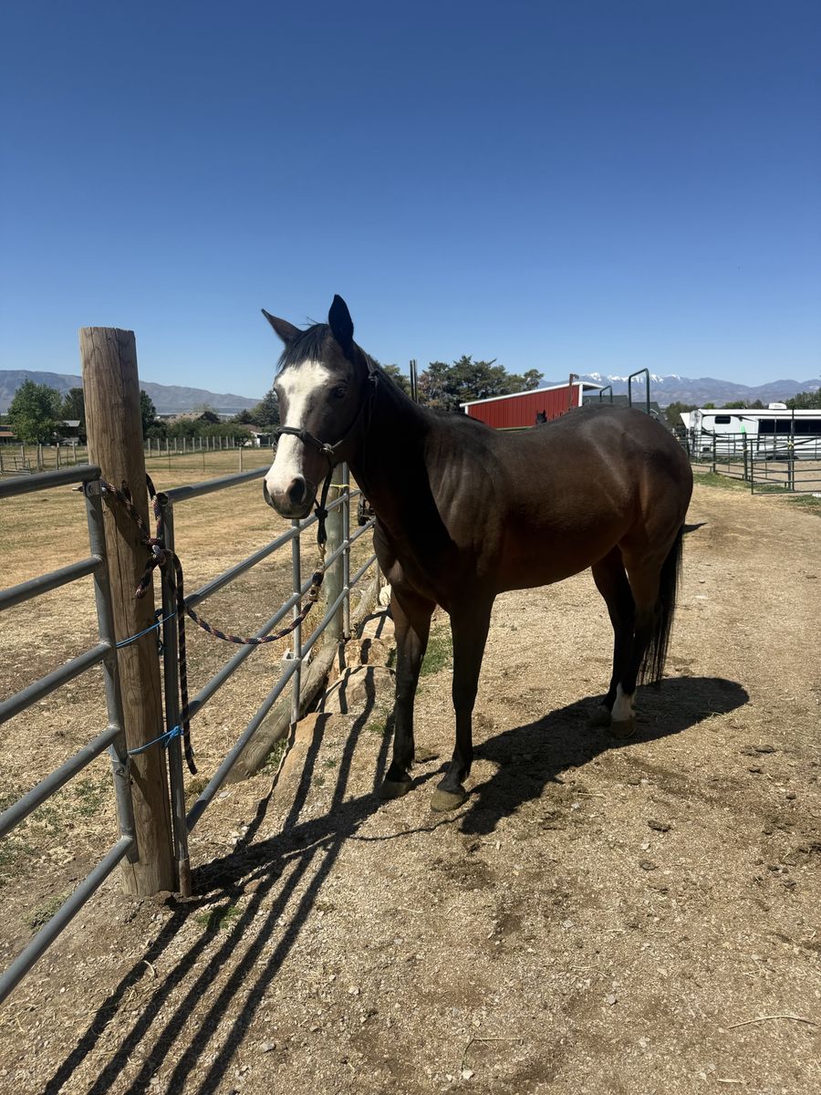 10 year old Mare Quarter Horse Registered