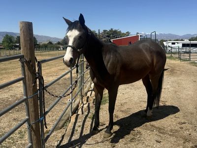 10 year old Mare Quarter Horse Registered
