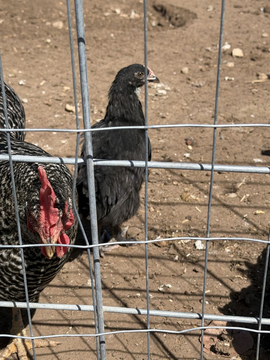 Black copper Maran Pullet