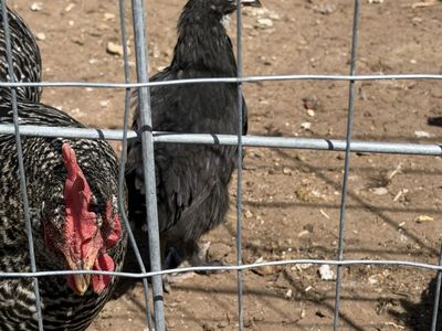 Black copper Maran Pullet