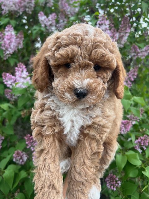 Adorable Petite f1bb Goldendoodle puppy
