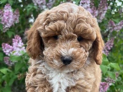 Adorable Petite f1bb Goldendoodle puppy