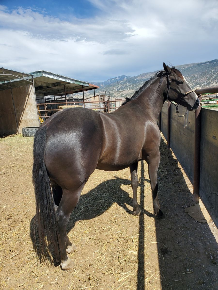 Gelding Quarter Horse 