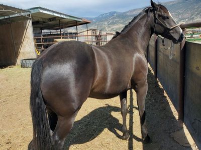 Gelding Quarter Horse