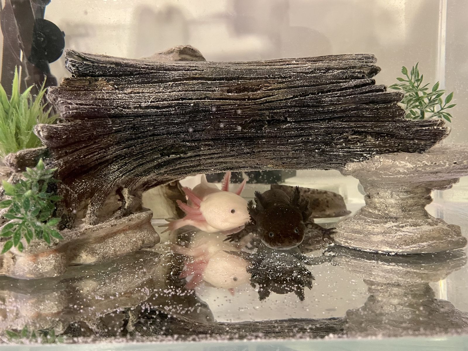 2 male axolotls