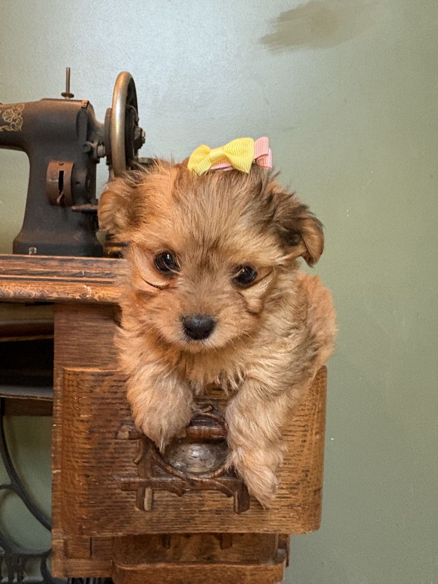 Yorkies