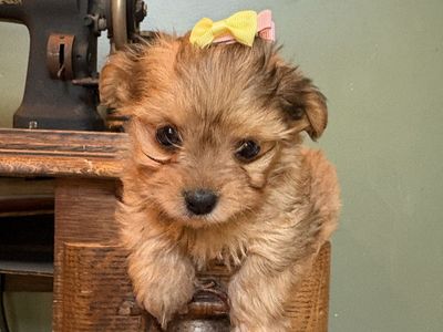 Yorkies