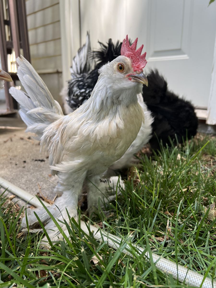 Rooster