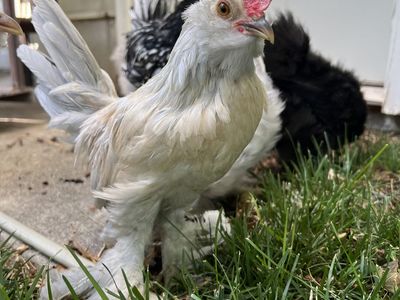 Rooster