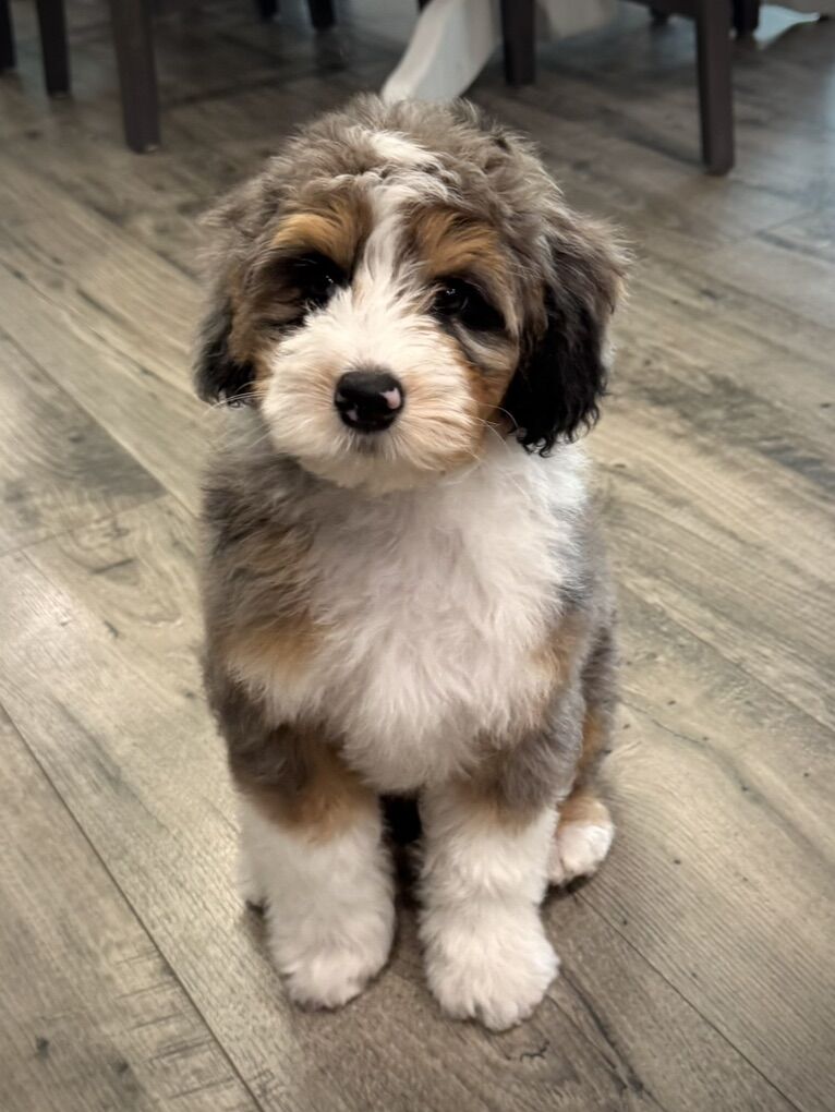 Mini Bernedoodle -tricolor merle