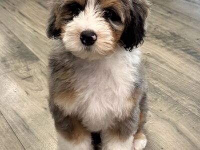 Mini Bernedoodle -tricolor merle