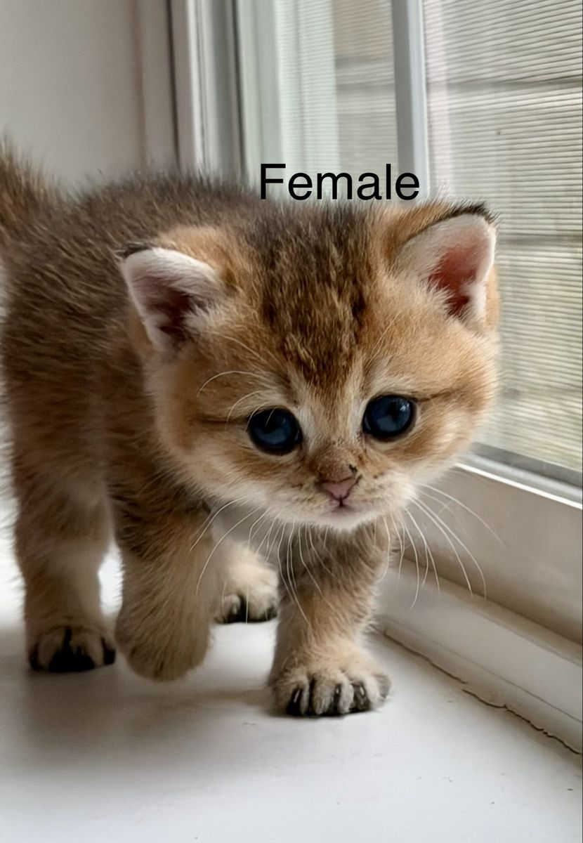 British Shorthair Kittens – Ready for Their New Homes the Week of September 5th!