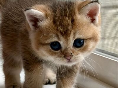 British Shorthair Kittens – Ready for Their New Homes the Week of September 5th!