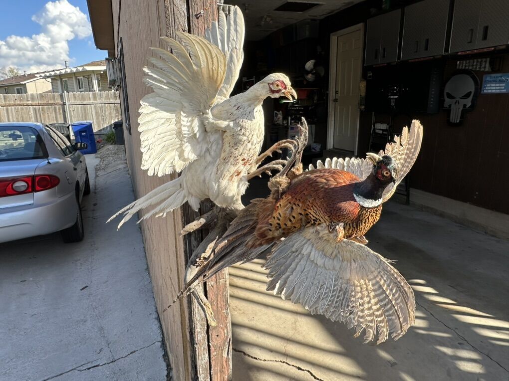 2 Pheasants Fighting One Albino Pheasant