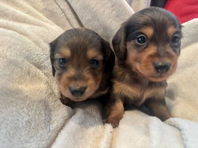 Mother's Day Miniature Longhaired Dachshunds