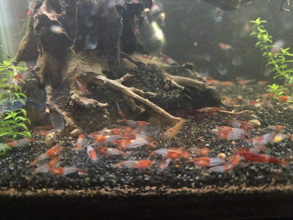Red Rili Freshwater Aquarium Shrimp