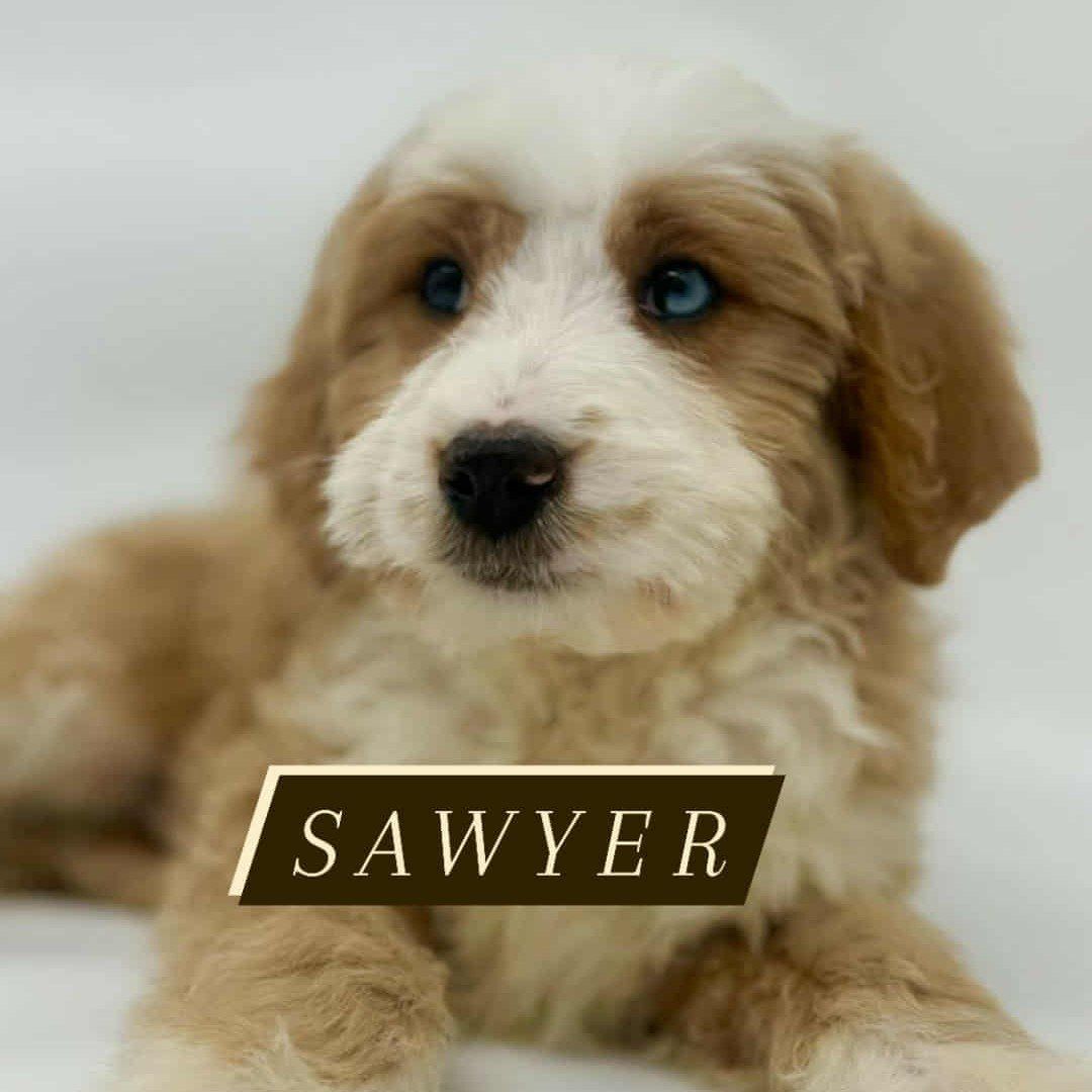 Beautiful Mini Bernedoodle Boy!