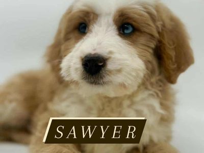 Beautiful Mini Bernedoodle Boy!