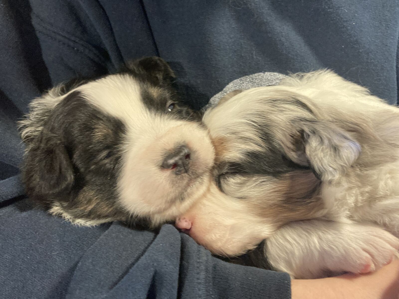 Australian Shepherd Easter Puppies