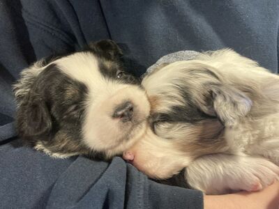 Australian Shepherd Easter Puppies