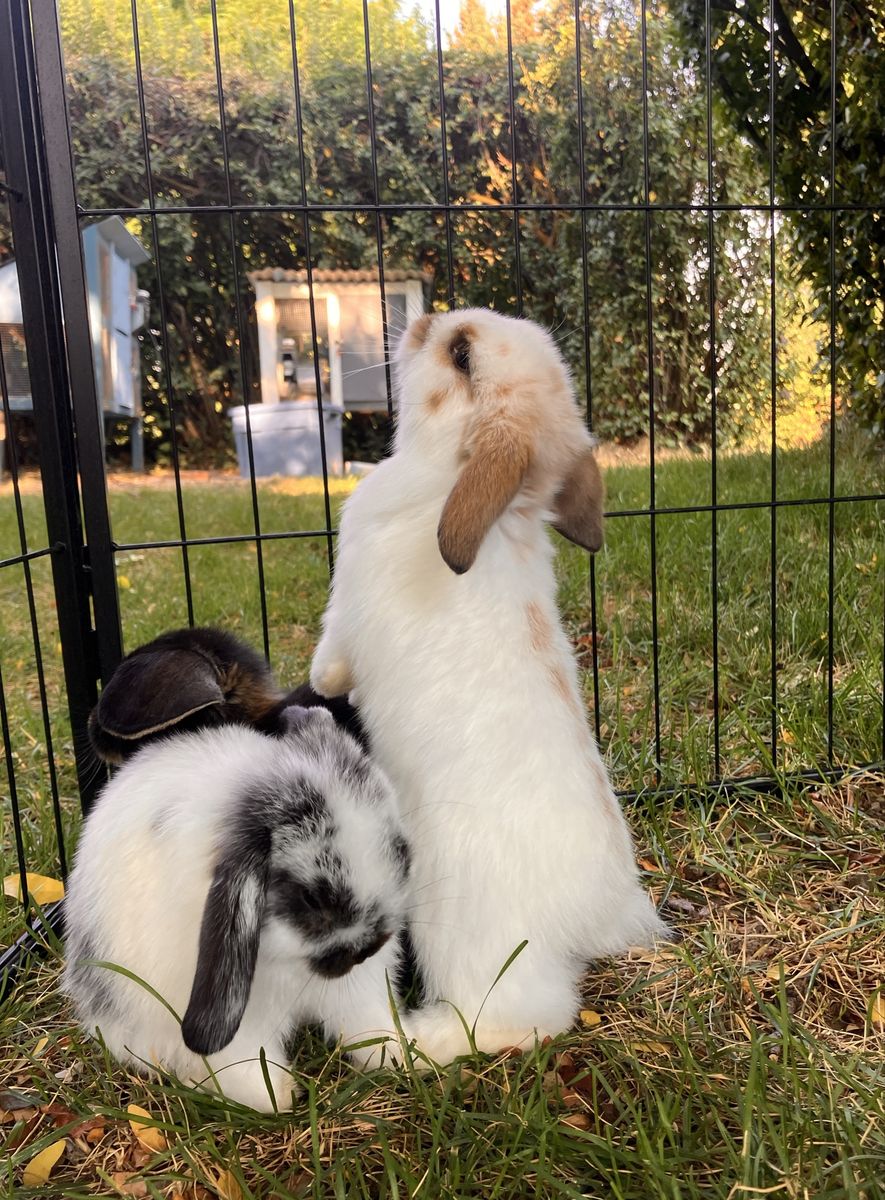 Sweet Fluffy Holland Lop Bunny—11 weeks old—Black and white rabbit