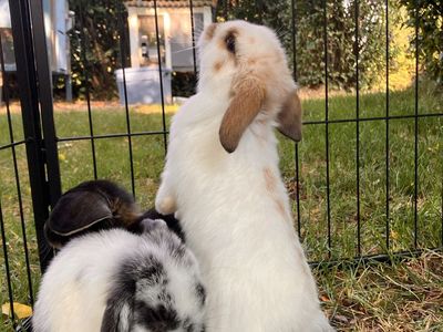 Sweet Fluffy Holland Lop Bunny—11 weeks old—Black and white rabbit