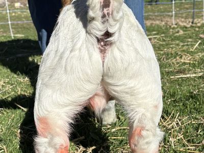 February Boer Market Wether