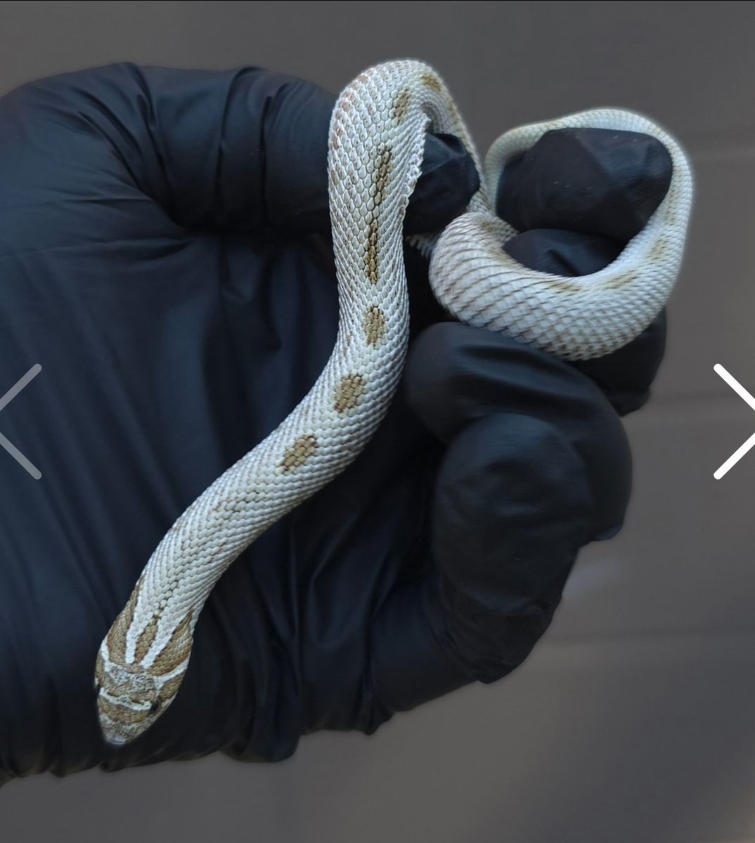 Male arctic conda hognose snake
Striped Arctic Con
