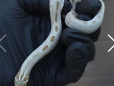 Male arctic conda hognose snake
Striped Arctic Con