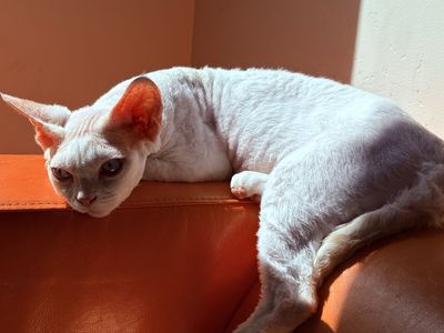 Devon Rex Boy
