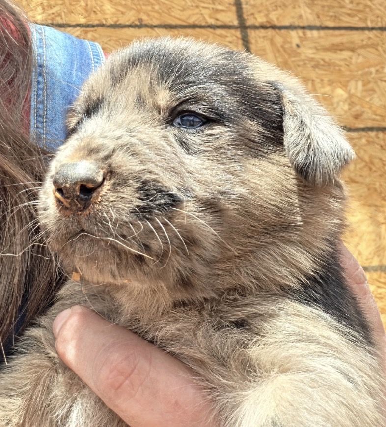 Lab German Shepard (mom and dad well behaved)