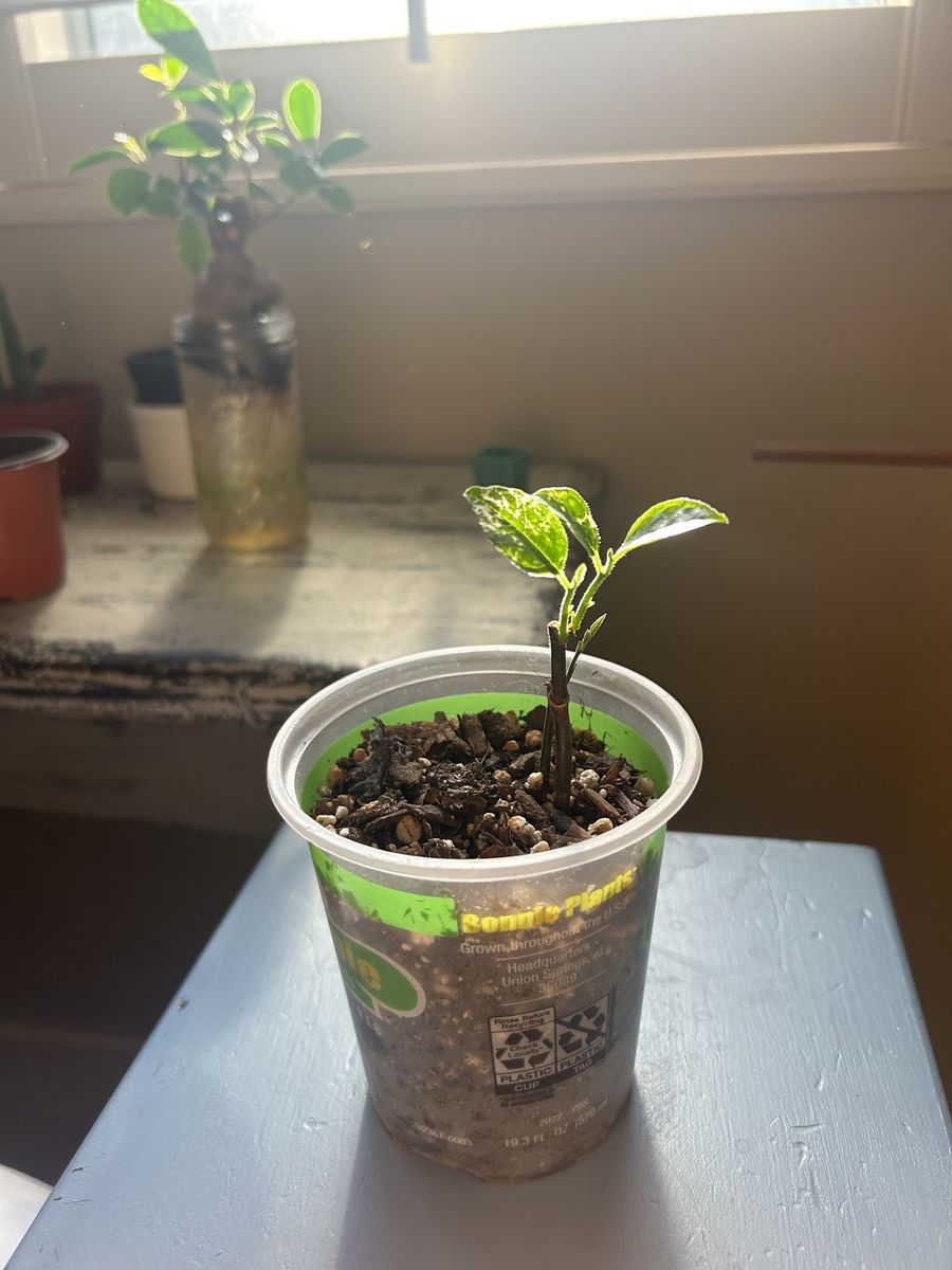 Variegated Jackfruit Tree