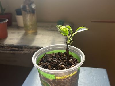 Variegated Jackfruit Tree