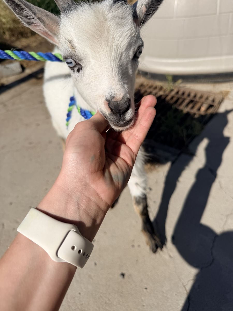 Nigerian Dwarf Goats ( 1 mama and 3 babies)
