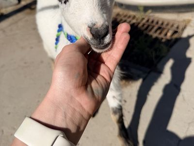 Nigerian Dwarf Goats ( 1 mama and 3 babies)