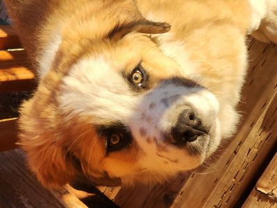 Best friend for sale