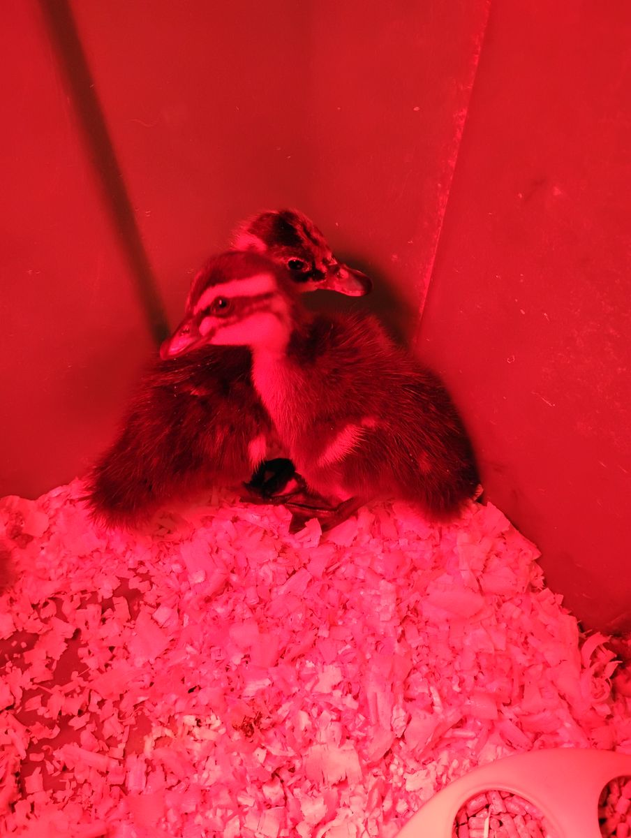 Barnyard mix ducklings