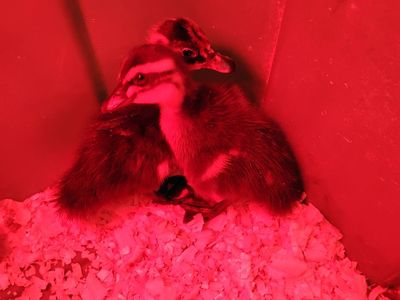 Barnyard mix ducklings