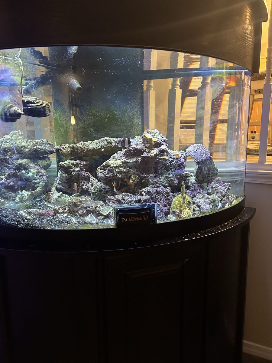 Salt water fish tank