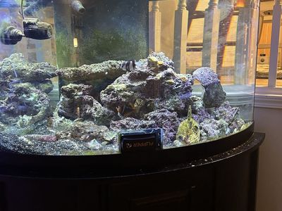 Salt water fish tank