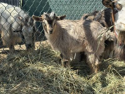 Miniature Silky Fainting Goats - 2 Bucklings