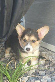 Corgi Puppy Tri-color