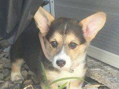 Corgi Puppy Tri-color