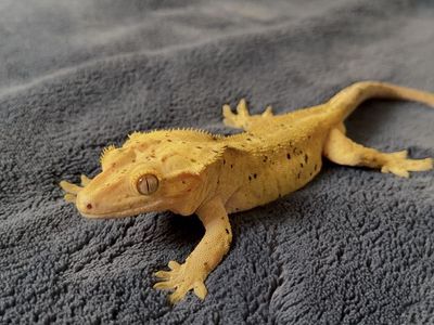 Dalmation Crested Gecko