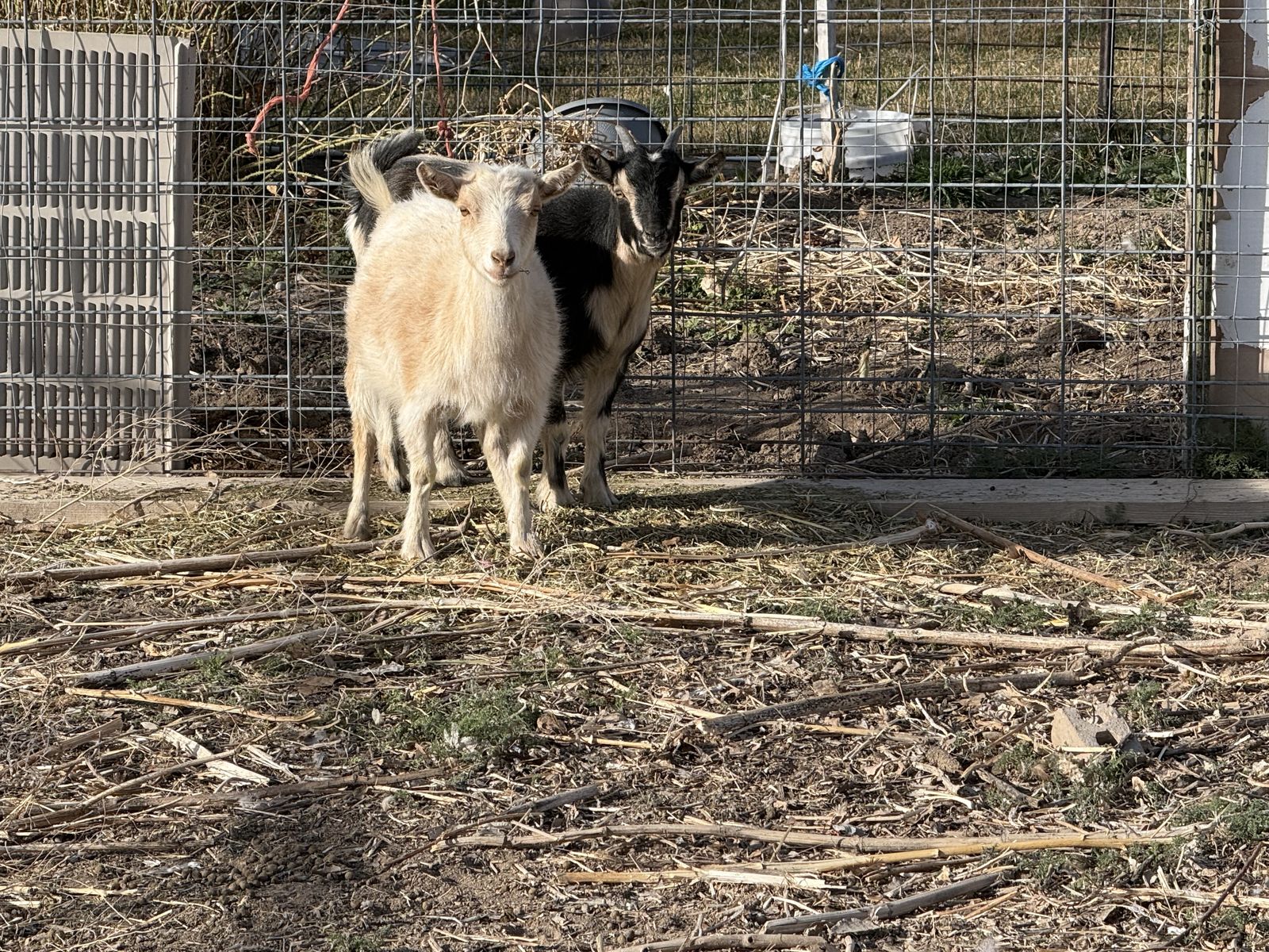 2 Young Pregnant Does DUE Anyday