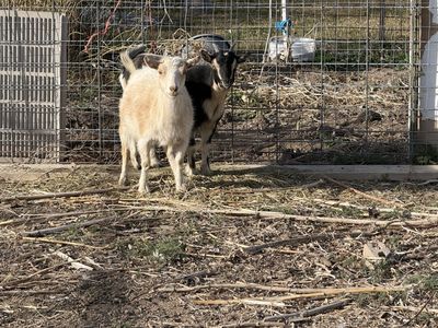 2 Young Pregnant Does DUE Anyday