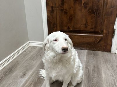 Aussiedoodle / Australian shepherd poodle mix