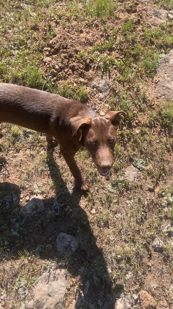 Looking For A New Home For Our Dog Moxie